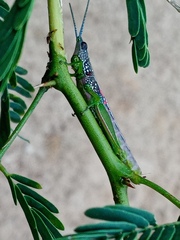 Neorthacris