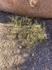 Eriogonum wetherillii