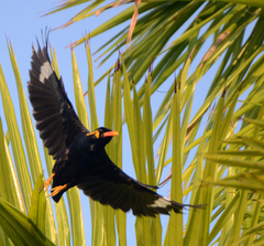 Gracula religiosa