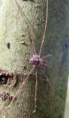 Dicranopalpus