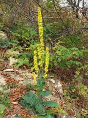 Verbascum chaixii