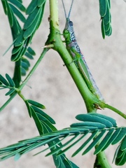 Neorthacris