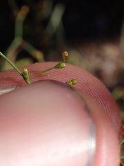 Eriogonum wetherillii