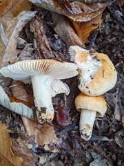 Russula fellea