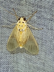 Phaegopterina