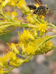 Polistes fuscatus