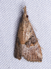 Hypena minualis
