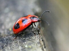 Endomychus coccineus
