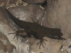 Cnemaspis purnamai