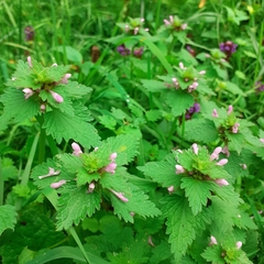 Lamium hybridum