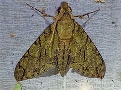 Cocytius lucifer
