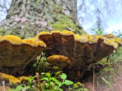 Phaeolus