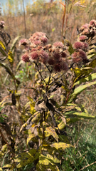 Vernonia gigantea