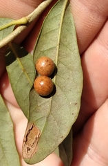 Belonocnema treatae