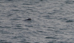 Phocoenoides dalli