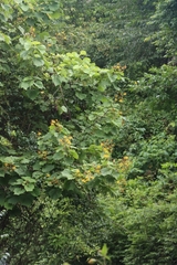 Erinocarpus nimmonii