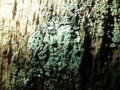 Parmeliopsis ambigua