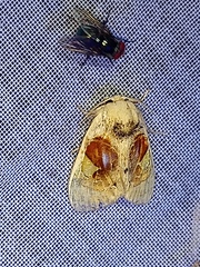 Arrhenophanes perspicilla