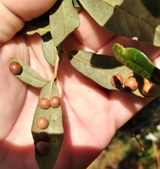 Belonocnema treatae