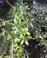 Belonocnema treatae