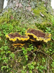 Phaeolus