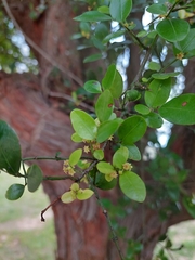 Scutia buxifolia