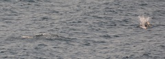 Phocoenoides dalli