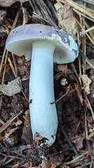 Russula parazurea