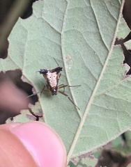 Micrathena duodecimspinosa