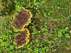 Phaeolus