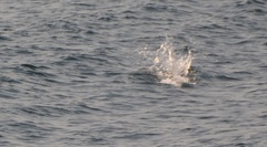 Phocoenoides dalli