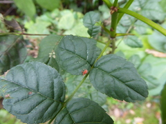 Trombidioidea