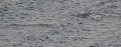 Phocoenoides dalli