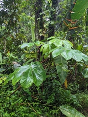 Cecropia
