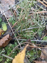 Cladonia cornuta