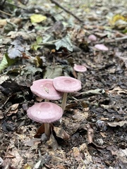 Mycena rosea
