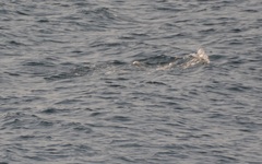 Phocoenoides dalli