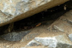 Agkistrodon contortrix