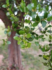 Scutia buxifolia