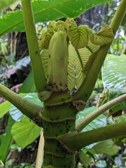 Cecropia