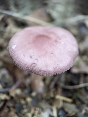 Mycena rosea