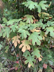 Hydrangea quercifolia