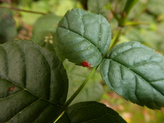 Trombidioidea