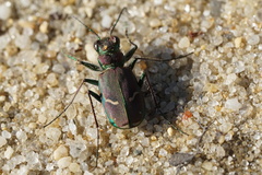 Cicindela purpurea