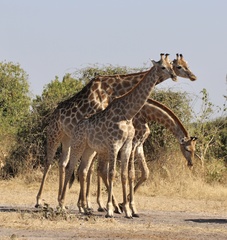 Giraffa camelopardalis giraffa