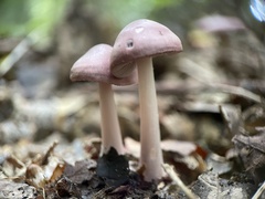 Mycena rosea