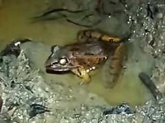 Lithobates brownorum