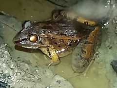 Lithobates brownorum