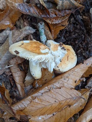 Russula fellea