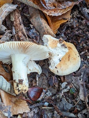 Russula fellea
